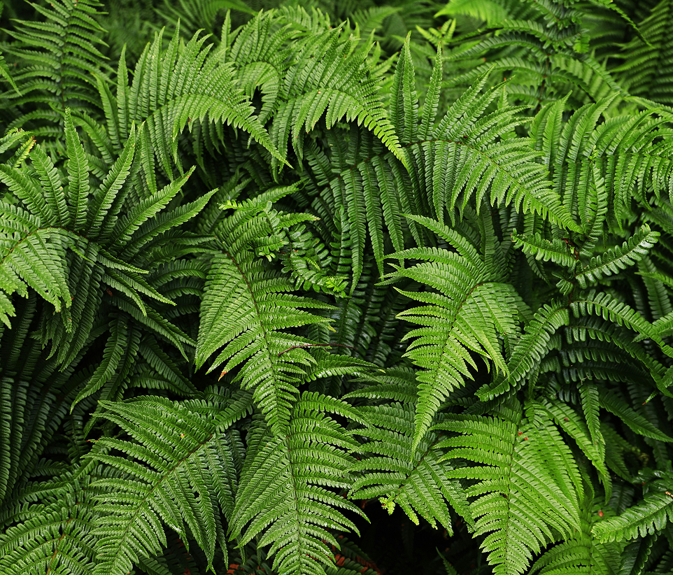 Polypodium Leucotomos